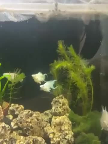 Mollies fish for sale: Platinum Balloon Mollies - Video 1