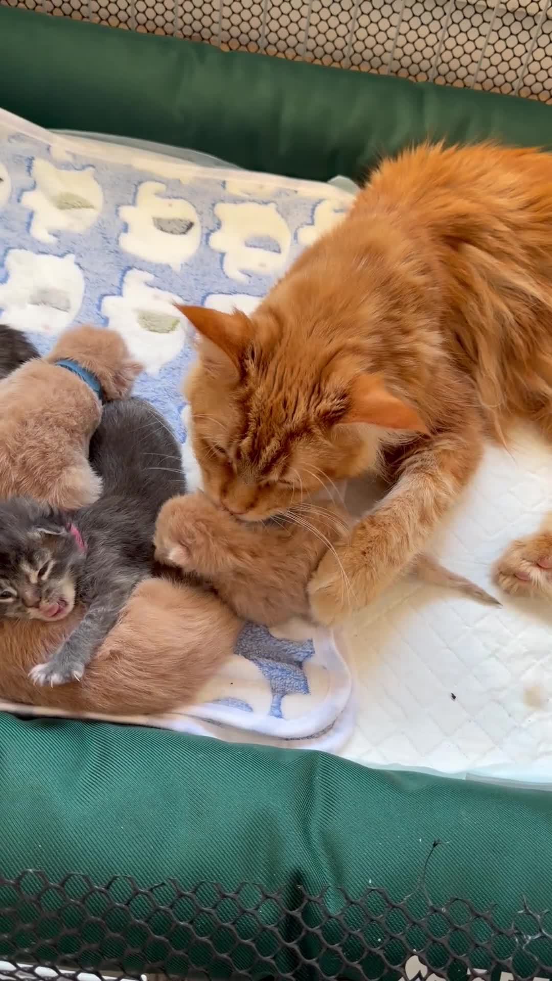 Maine Coon cats for sale: TICA Registered Maine Coon Kittens - Video 1