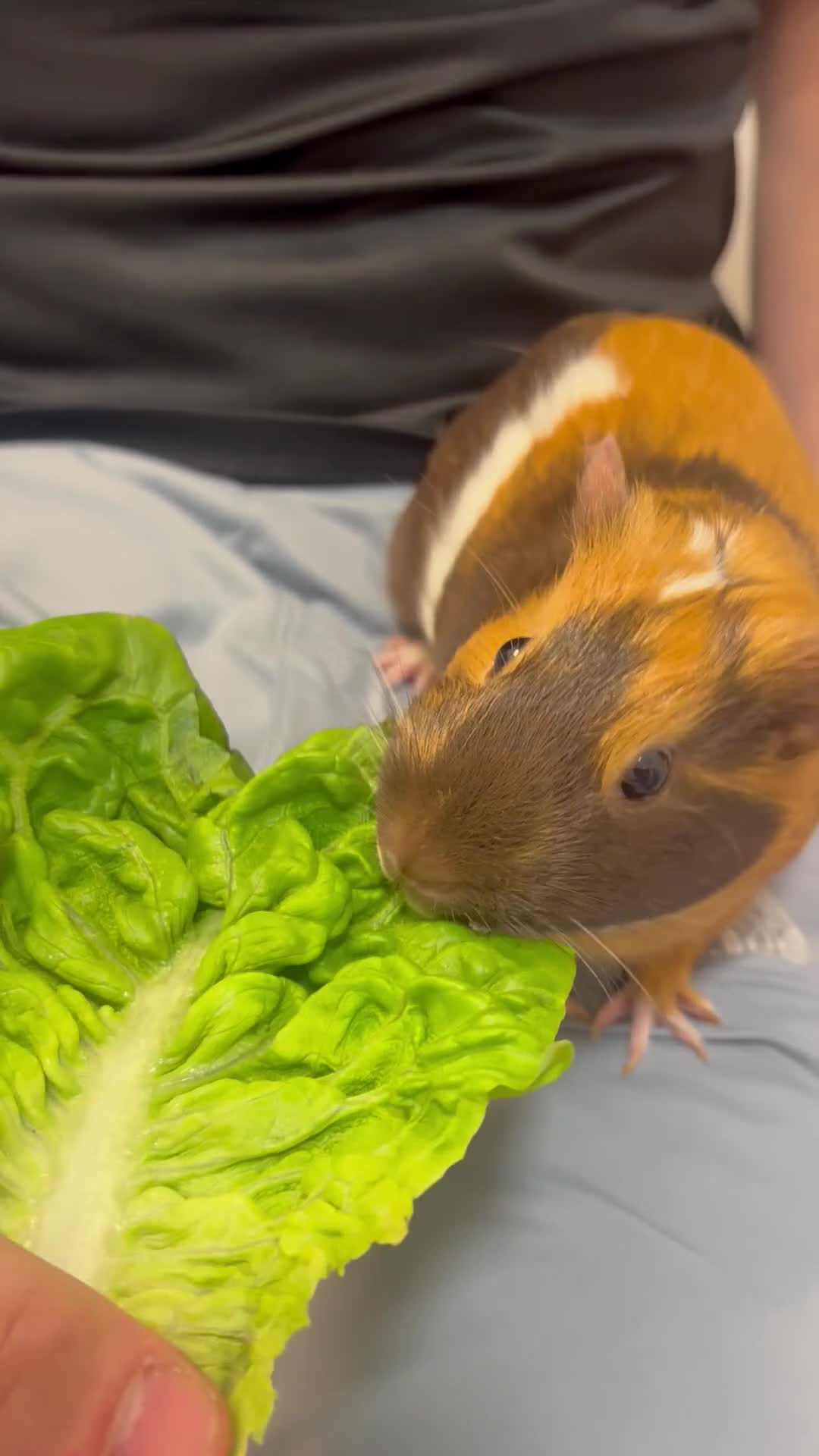 Guinea Pig rodents for sale: female guinea pig and cage in Feltham - Video 1