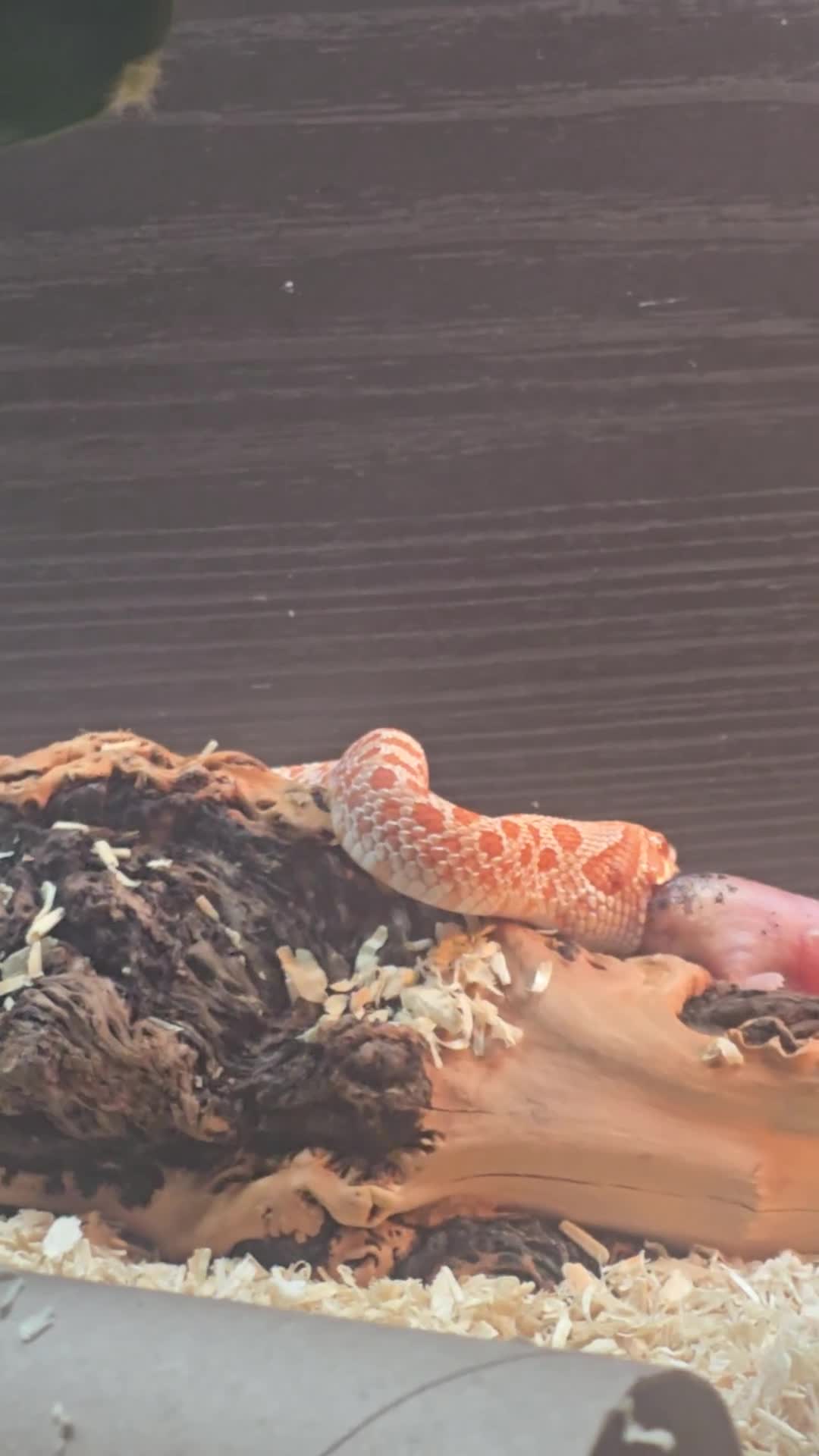 Snake reptiles for sale: Western hognose - red albino het snow - Video 1