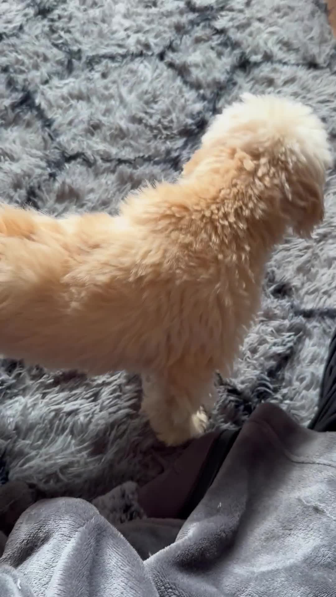 Lhasa Apso dogs for sale: Lhasa apso - Video 1