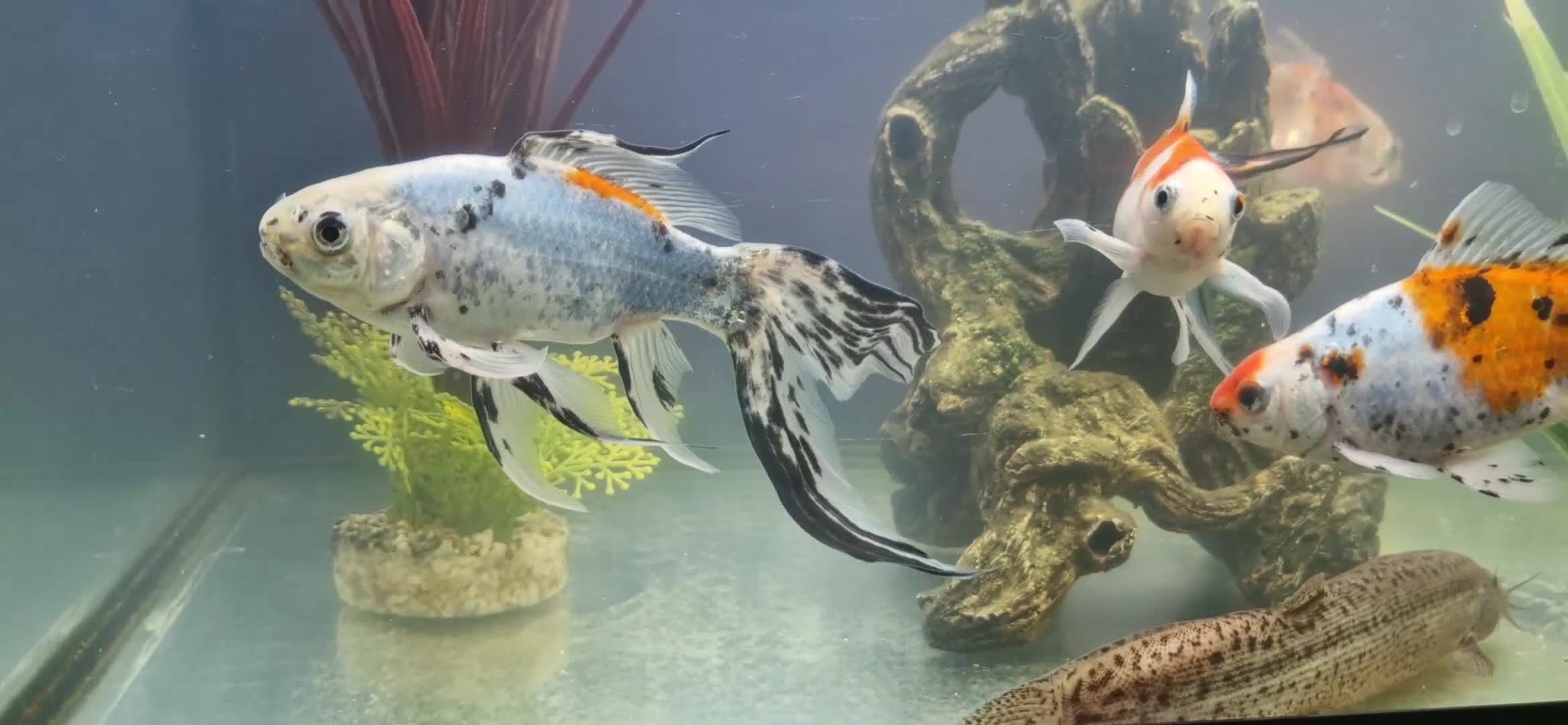 Shubunkins fish for sale: Selection of fancy goldfish - Video 2