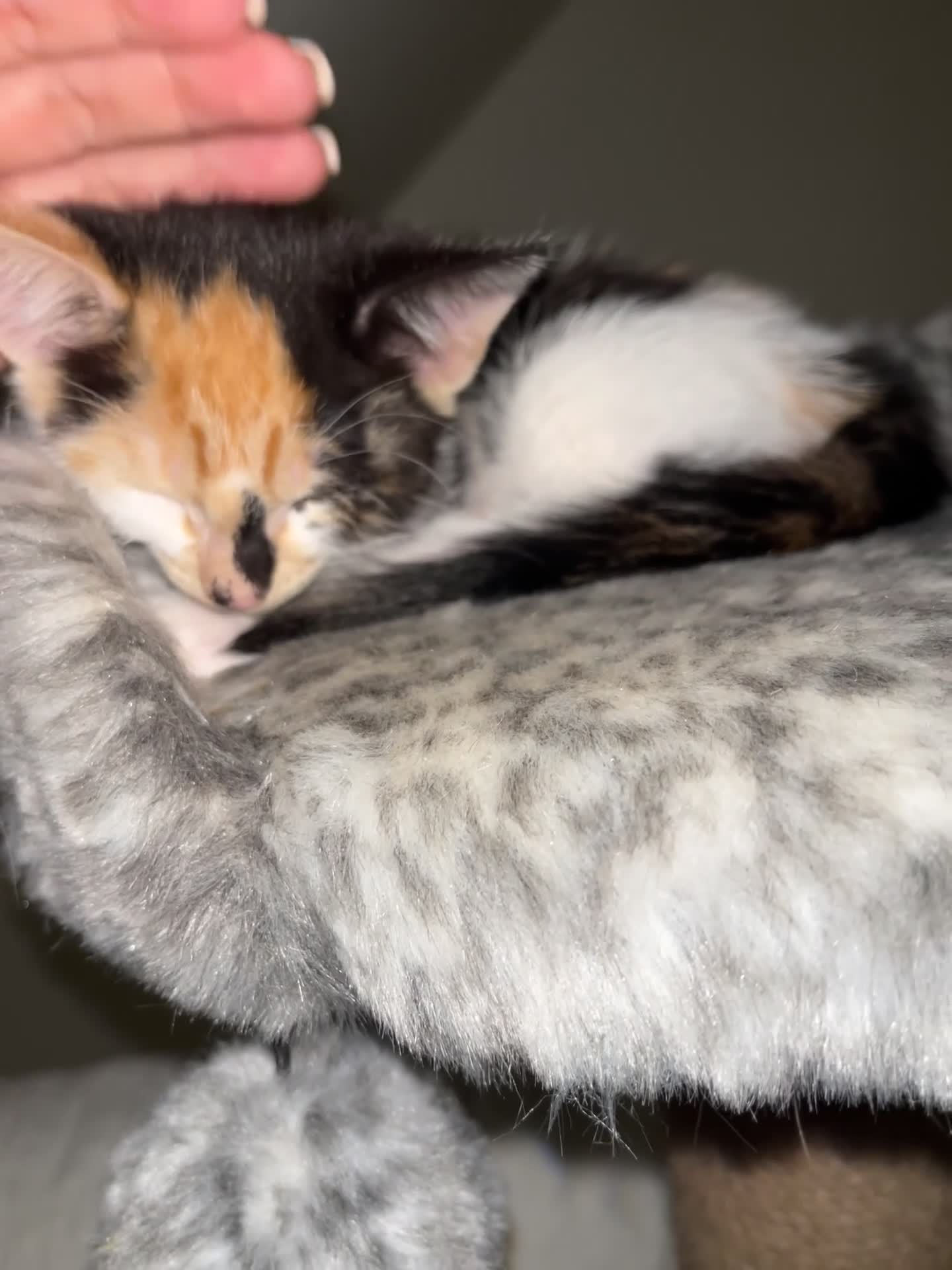 Mixed Breed cats for sale: 4 beautiful kittens looking for new homes  - Video 2