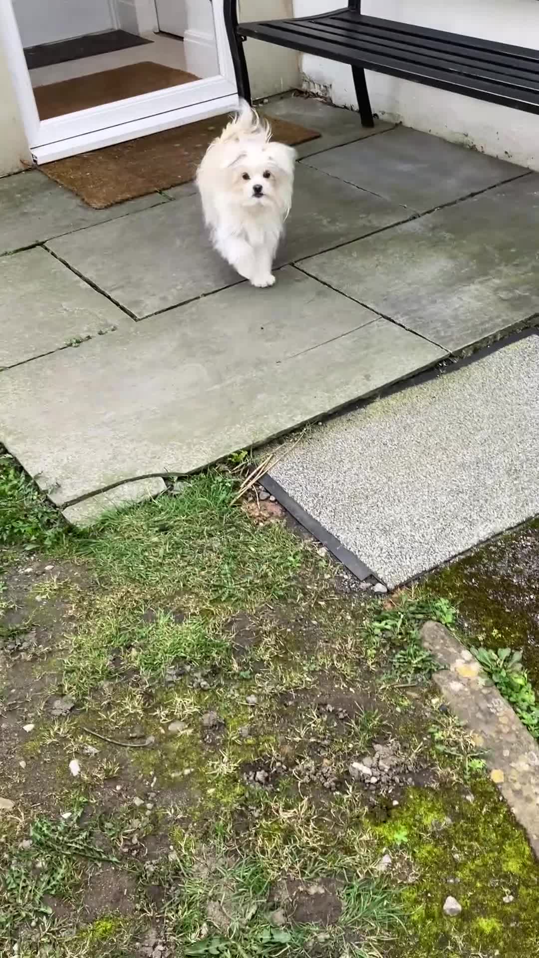 Mixed Breed dogs for sale: Malti-Pom Puppies - Reduced £900- 2 Left - Video 1