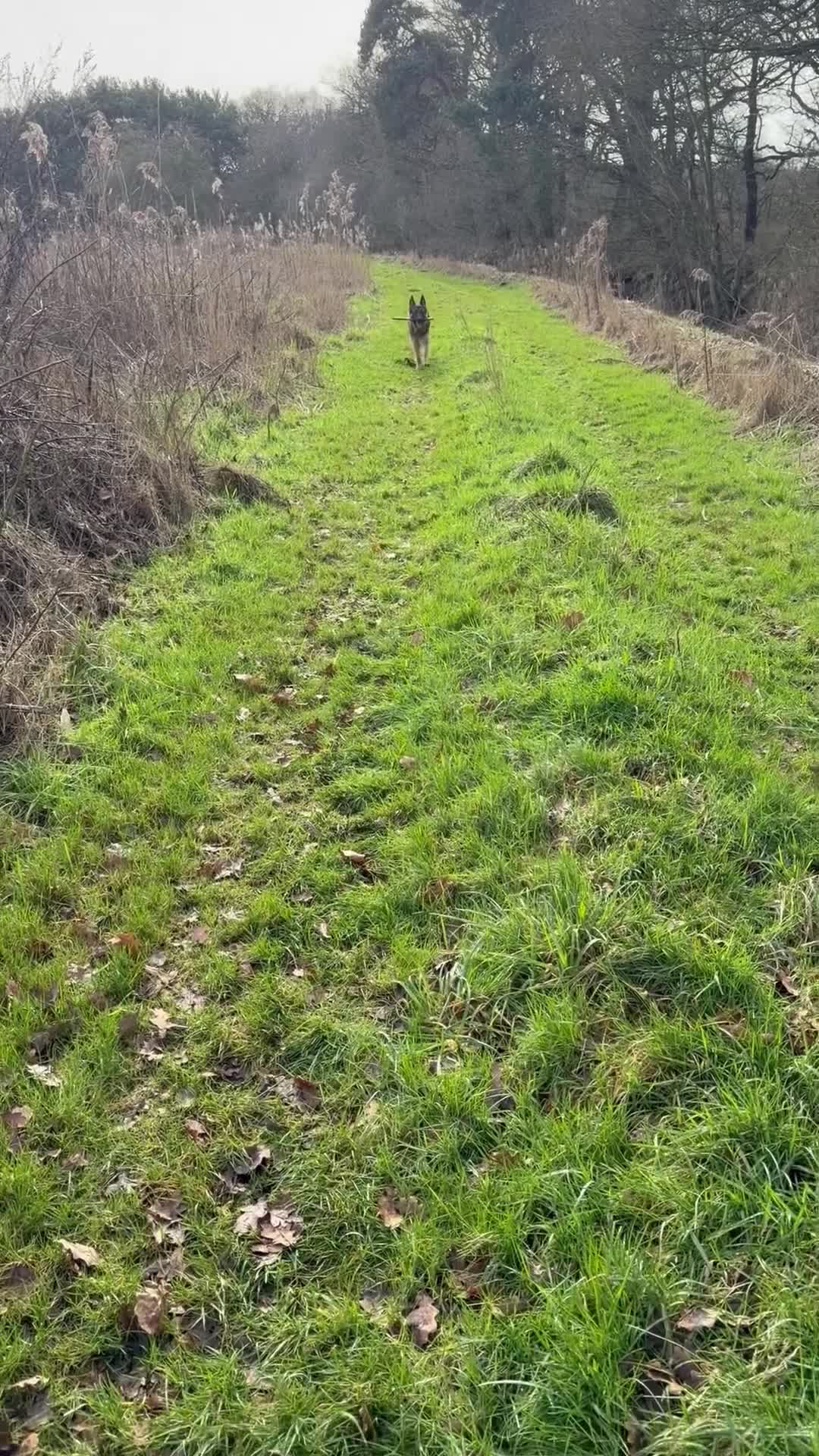 German Shepherd dogs for sale: 1 year old german shepherd  in Doncaster - Video 1