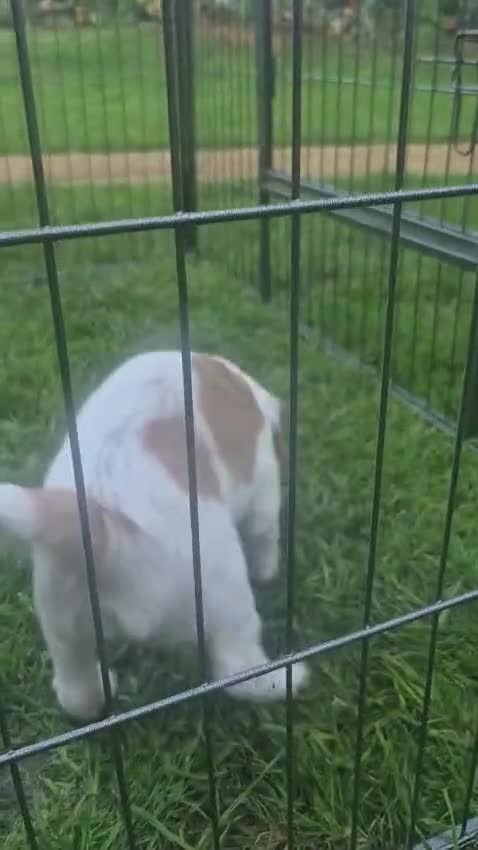 Cocker Spaniel dogs for sale: Quality litter of kc registered cocker spaniel  - Video 1