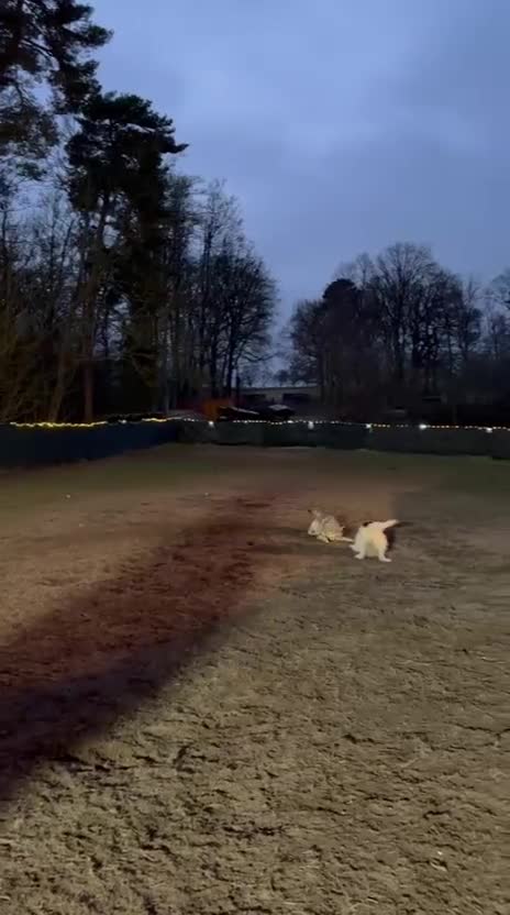 Mixed Breed dogs for adoption: 🐾💛STELLA – The Brave Mum Who Defied Her Fate💛🐾 in Doncaster - Video 3