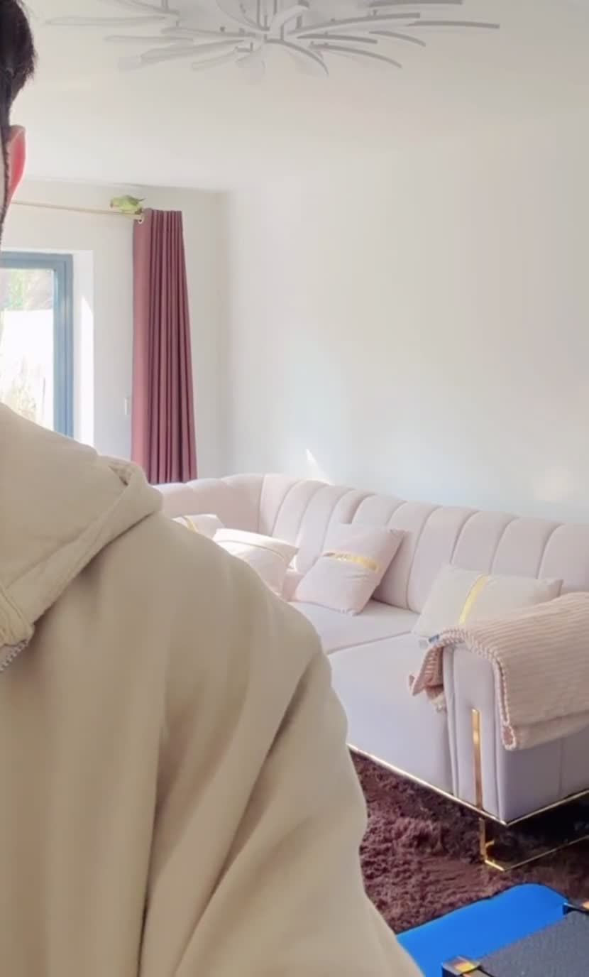 Parrots birds for sale: Tame Male Alexandrine Parrot 3 years old - Video 1