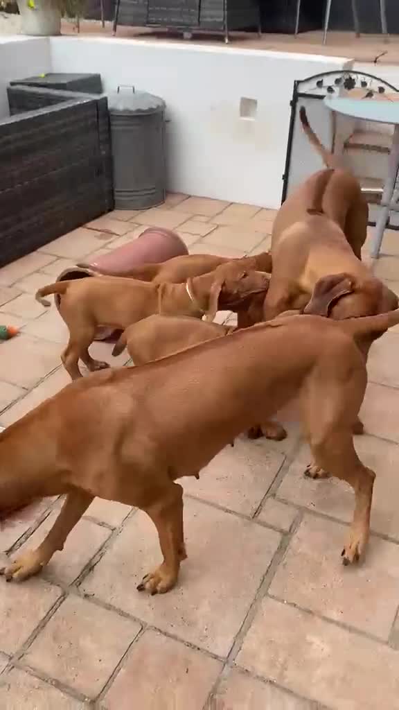 Rhodesian Ridgeback dogs for sale: KC Registered RR Ready for forever Homes 1st July - Video 3