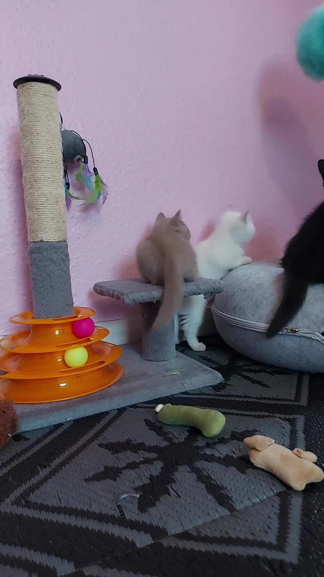 British Shorthair cats for sale: Cinnamon and lilac boys ready to steal your heart - Video 3