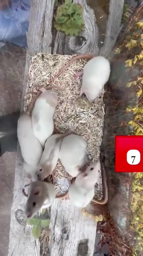 Rat rodents for sale: Baby full size and dwarf rats for sale Sheffield - Video 1