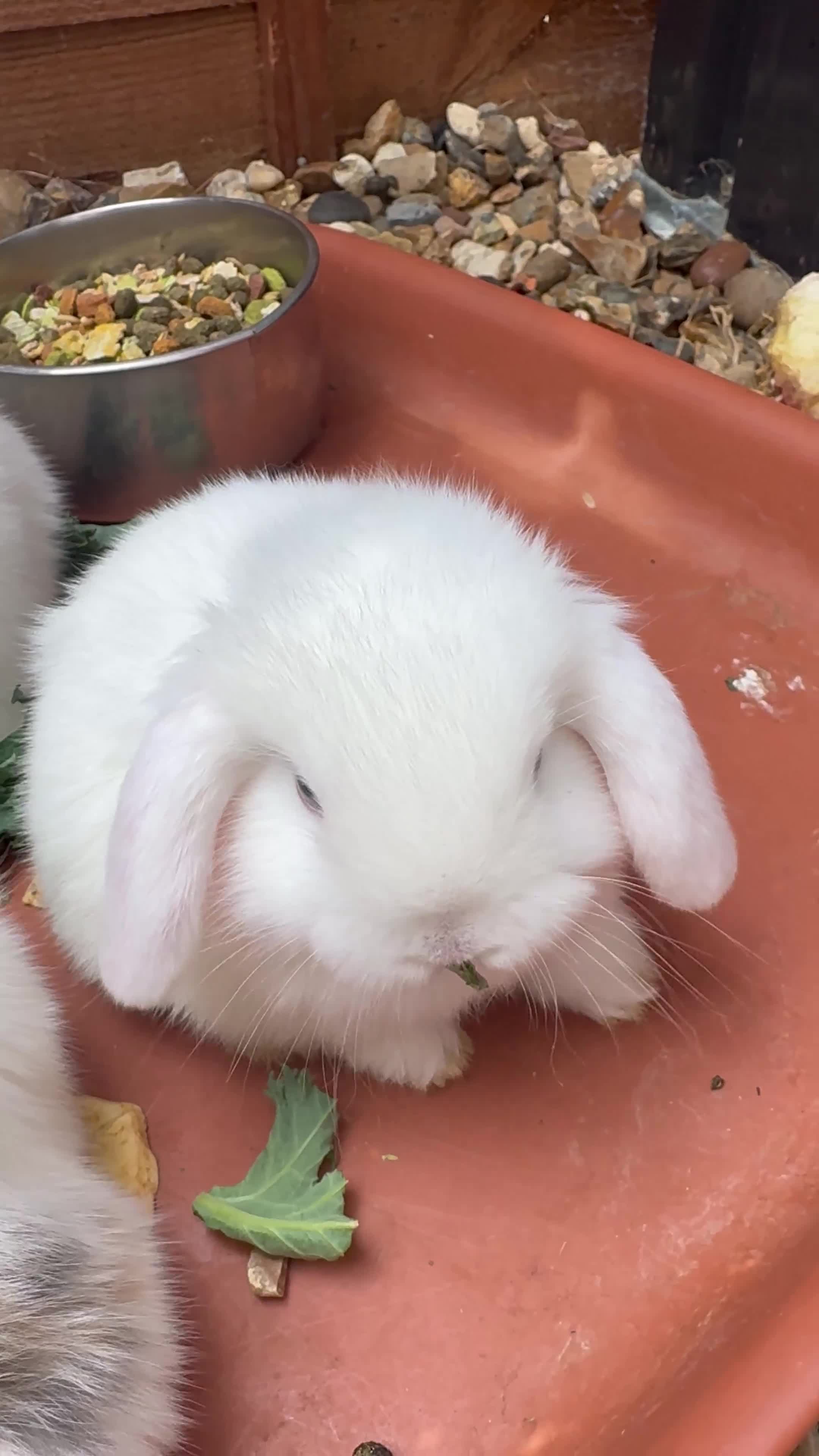 Mini Lop rabbits for sale: New baby mini lops  - Video 1