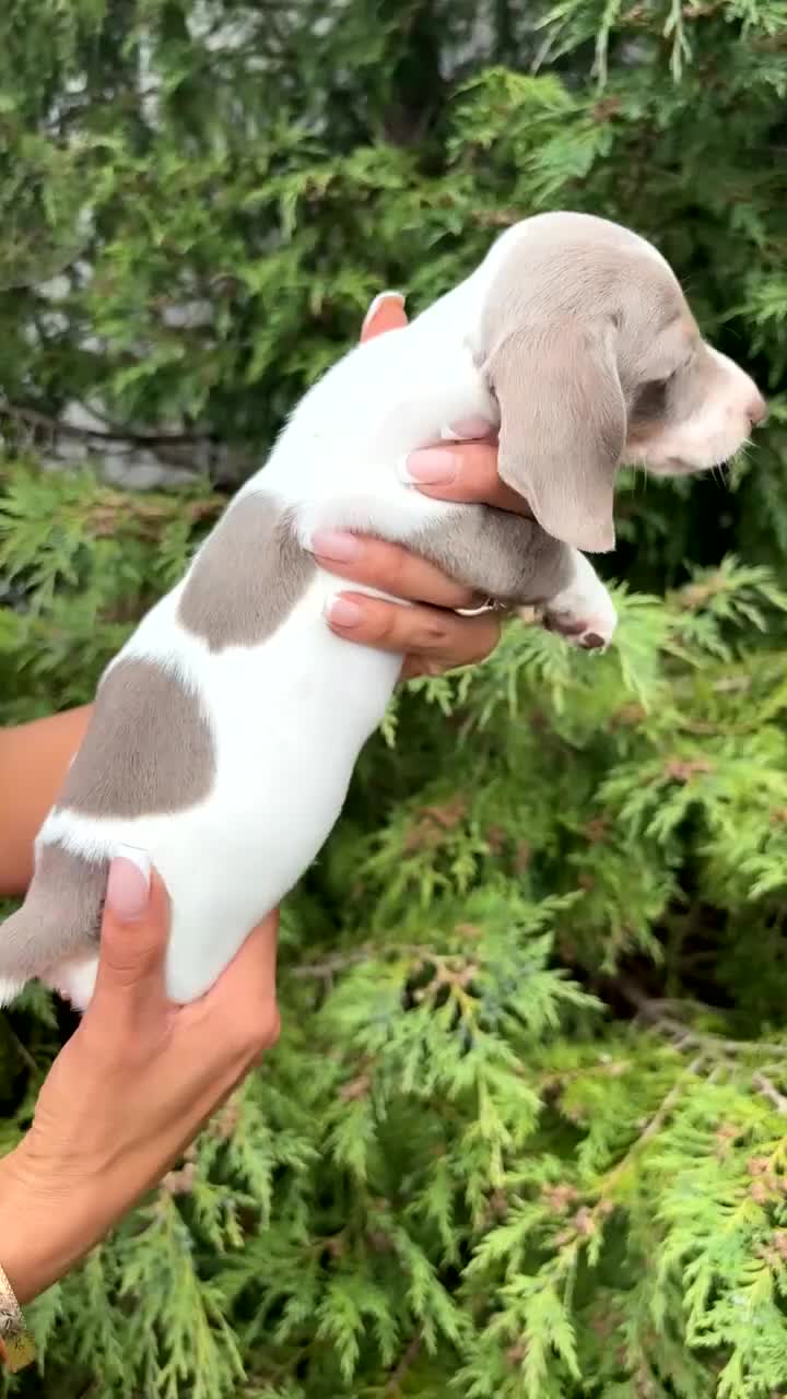 Miniature Dachshund dogs for sale: Short haired dachshunds  - Video 3