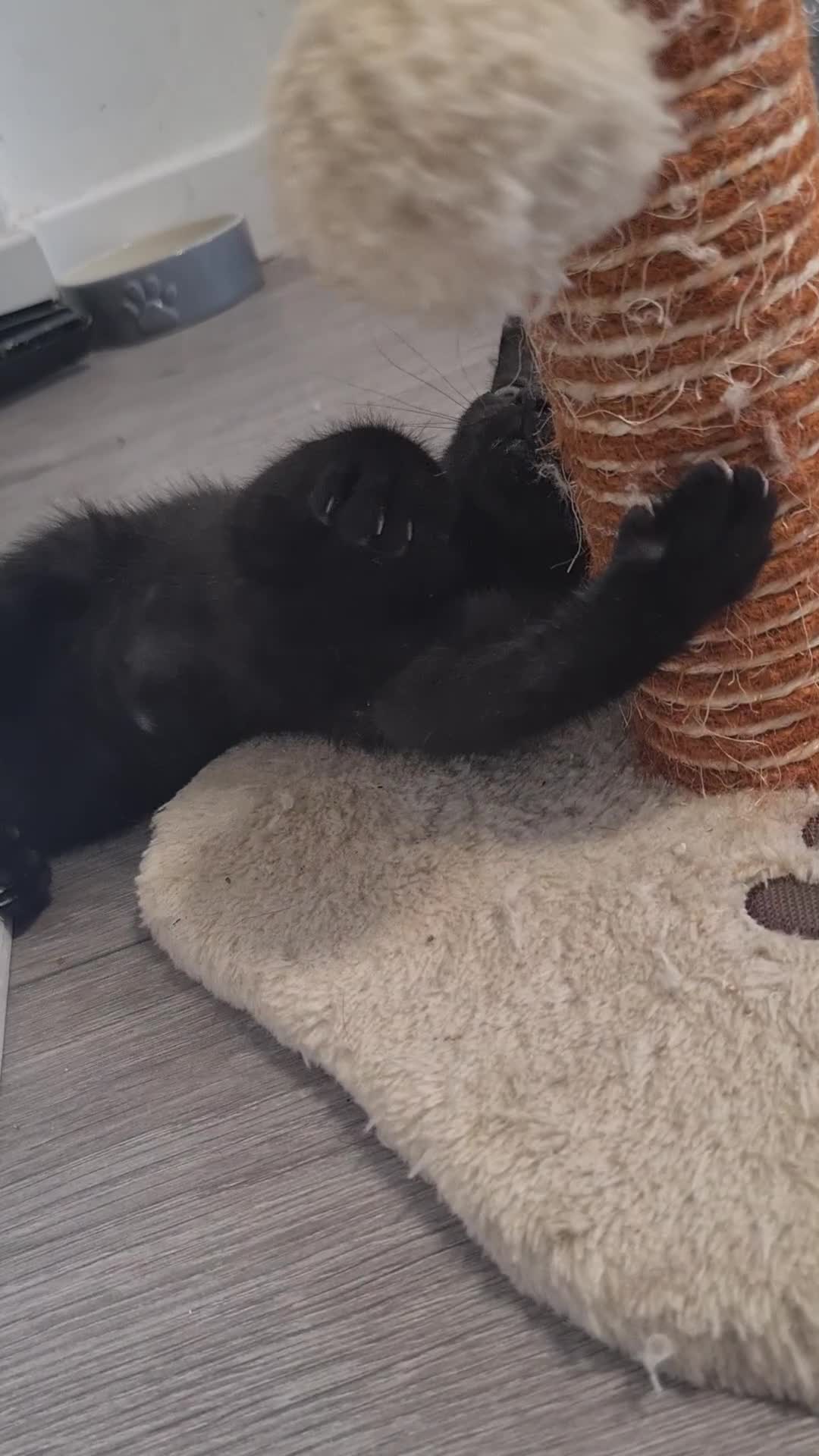 Mixed Breed cats for sale: 1 female kitten available for her forever home!  - Video 1