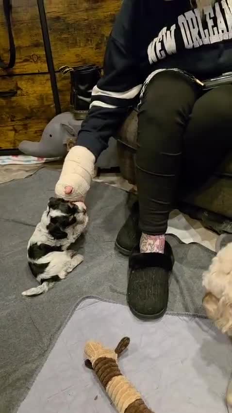 Cockapoo dogs for sale: Blue Roan F2 Female Cockapoo  - Video 4