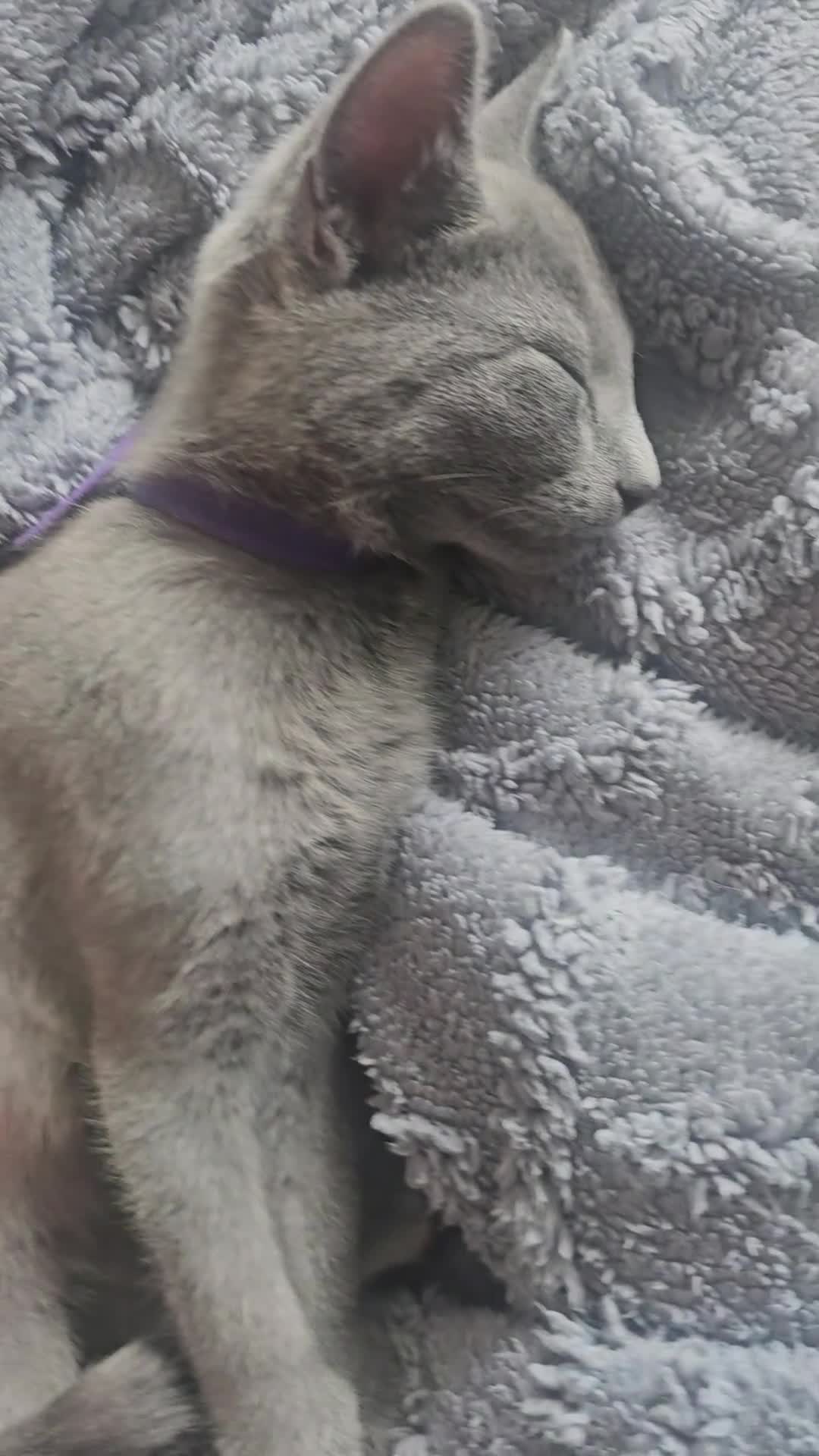 Russian Blue cats for sale: Ready Now TICA full pedigree RUSSIAN BLUE kittens  - Video 1