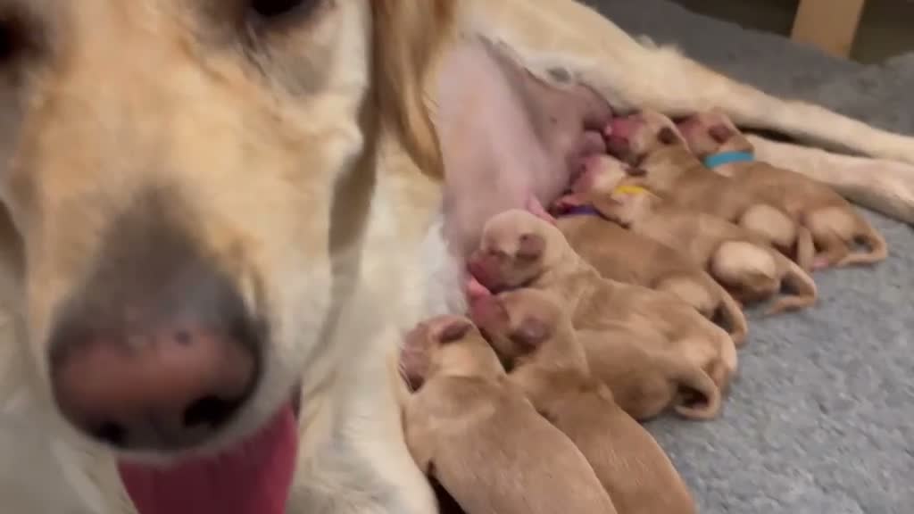 Golden Retriever dogs for sale: Adorable Home Raised KC Reg, Golden Retriever Pups - Video 1