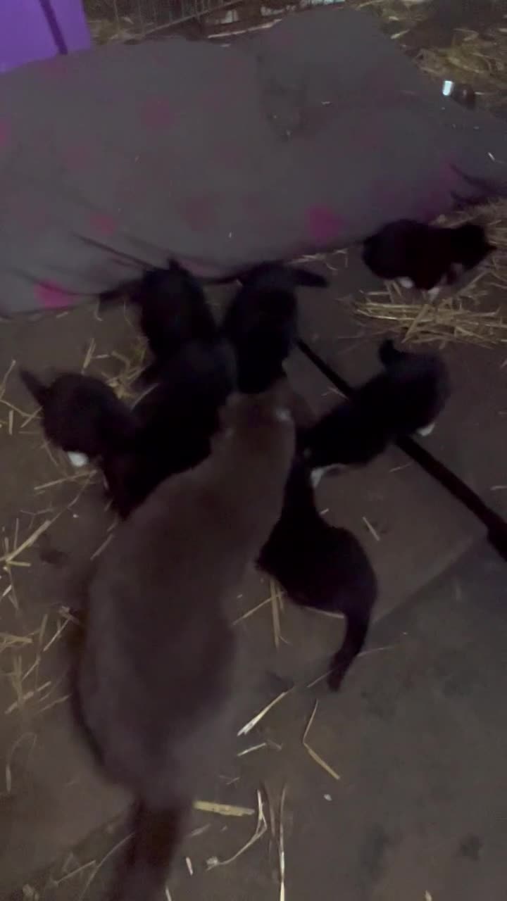 Ragdoll cats for sale: Ragdoll X Kittens  - Video 1