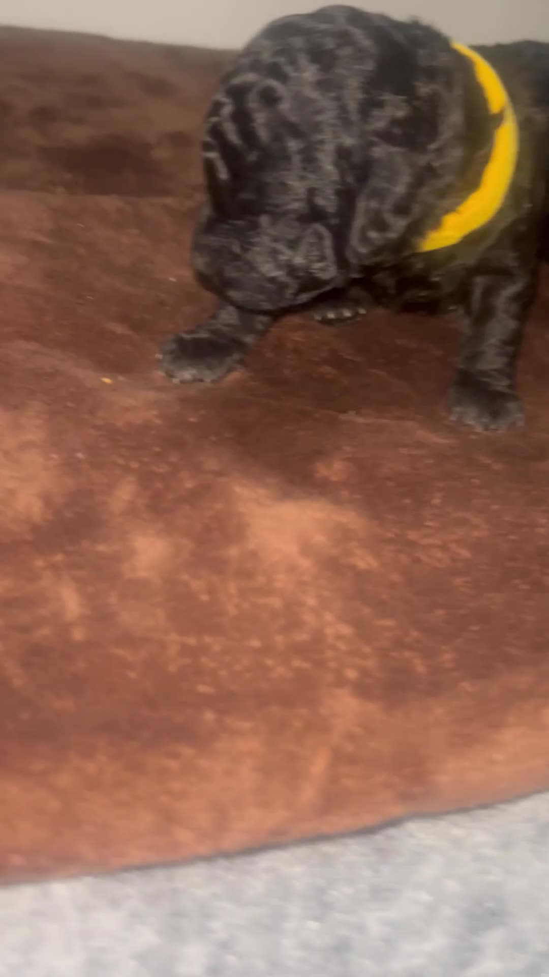 Toy Poodle dogs for sale: 5 generation championship pedigree toy poodle pups - Video 1