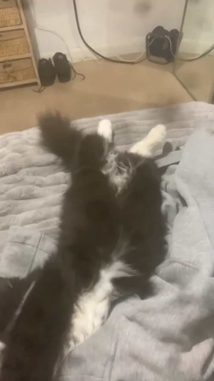 Mixed Breed cats for sale: FREE maincoone X domestic shorthair FREE - Video 2