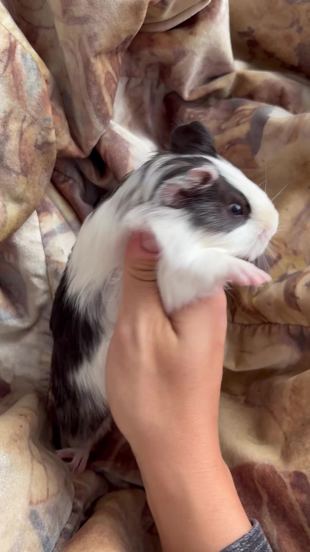 Guinea Pig rodents for sale: LONG HAIRED GUINEA PIGS 2 Boys 1 Girl - Video 2
