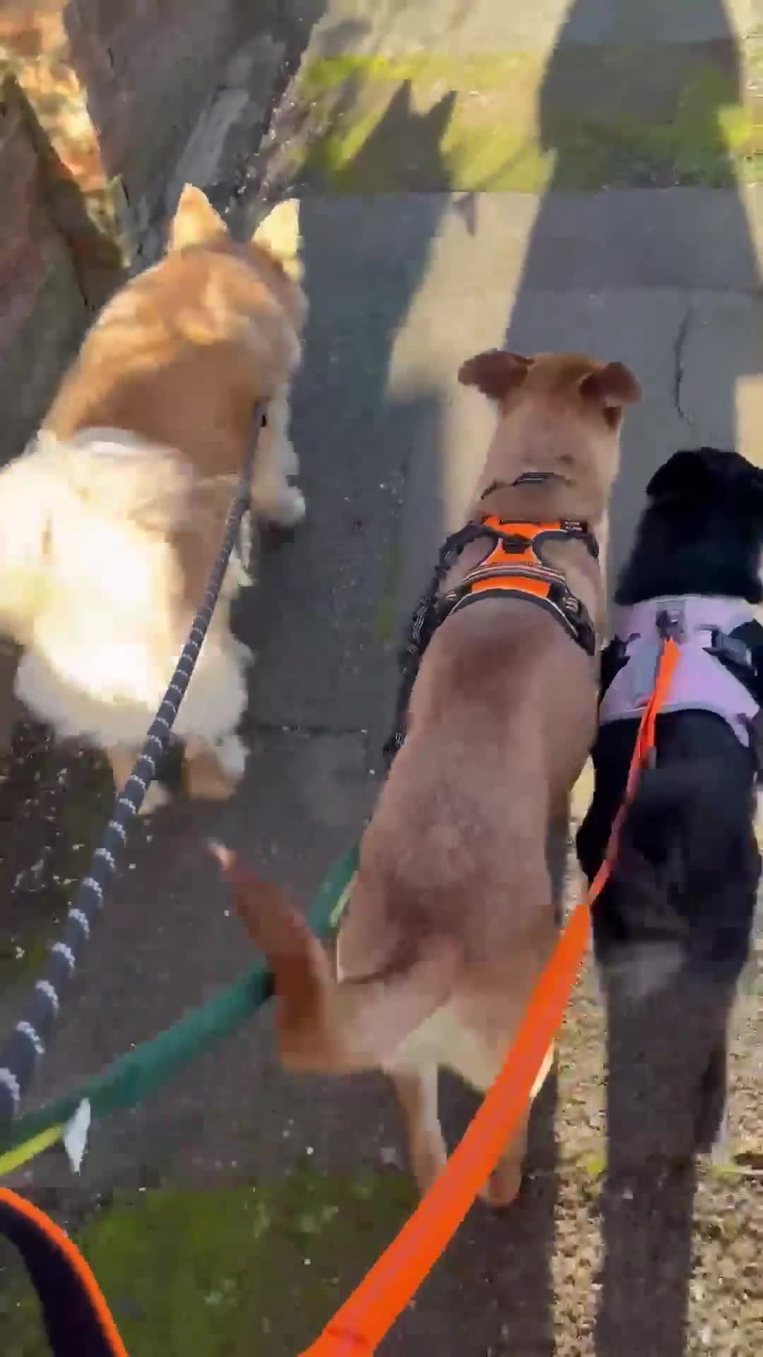 Mixed Breed dogs for adoption: Sandy for adoption in Leigh-on-Sea - Video 1