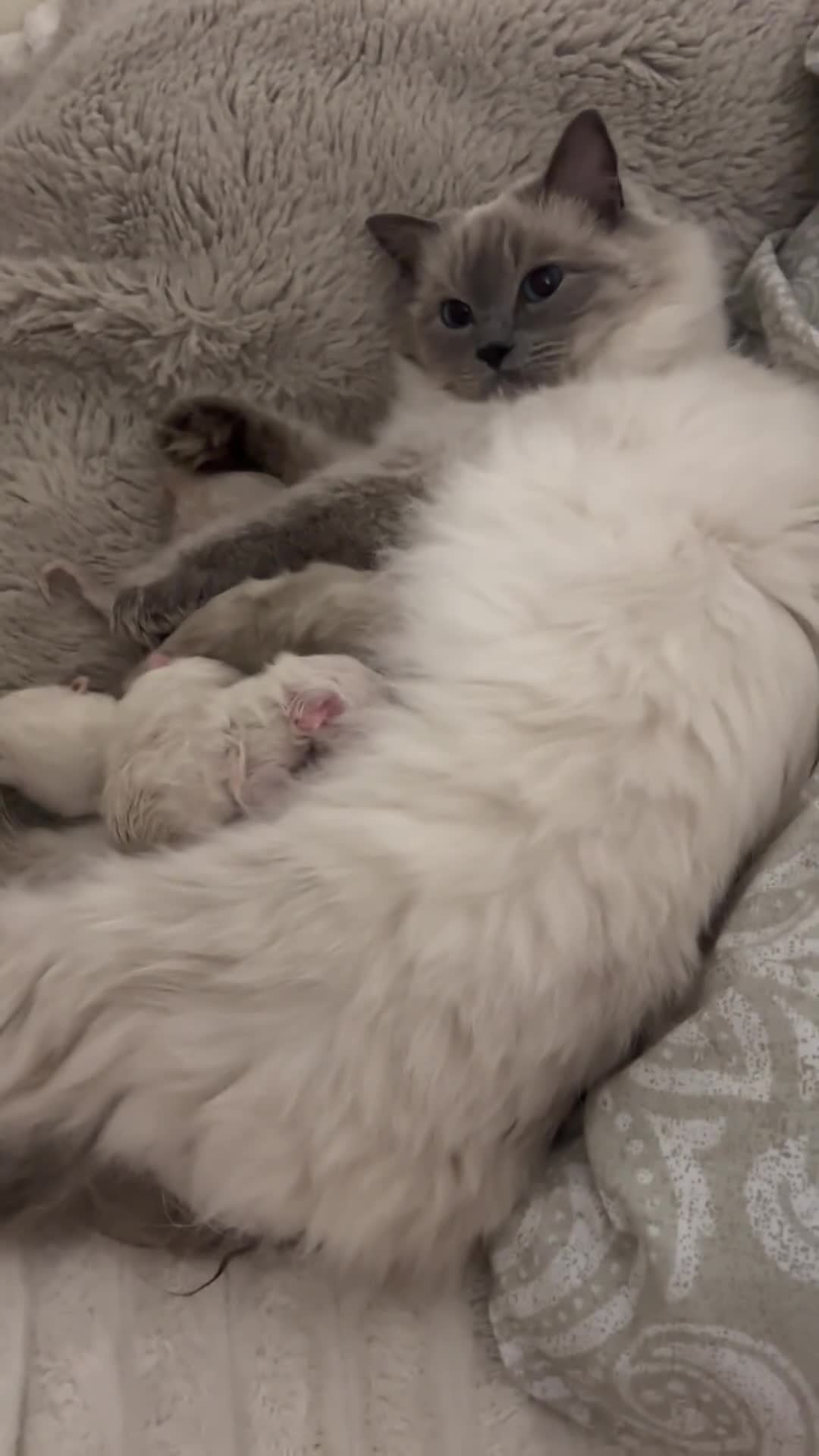 Ragdoll cats for sale: Ragdoll - Video 2