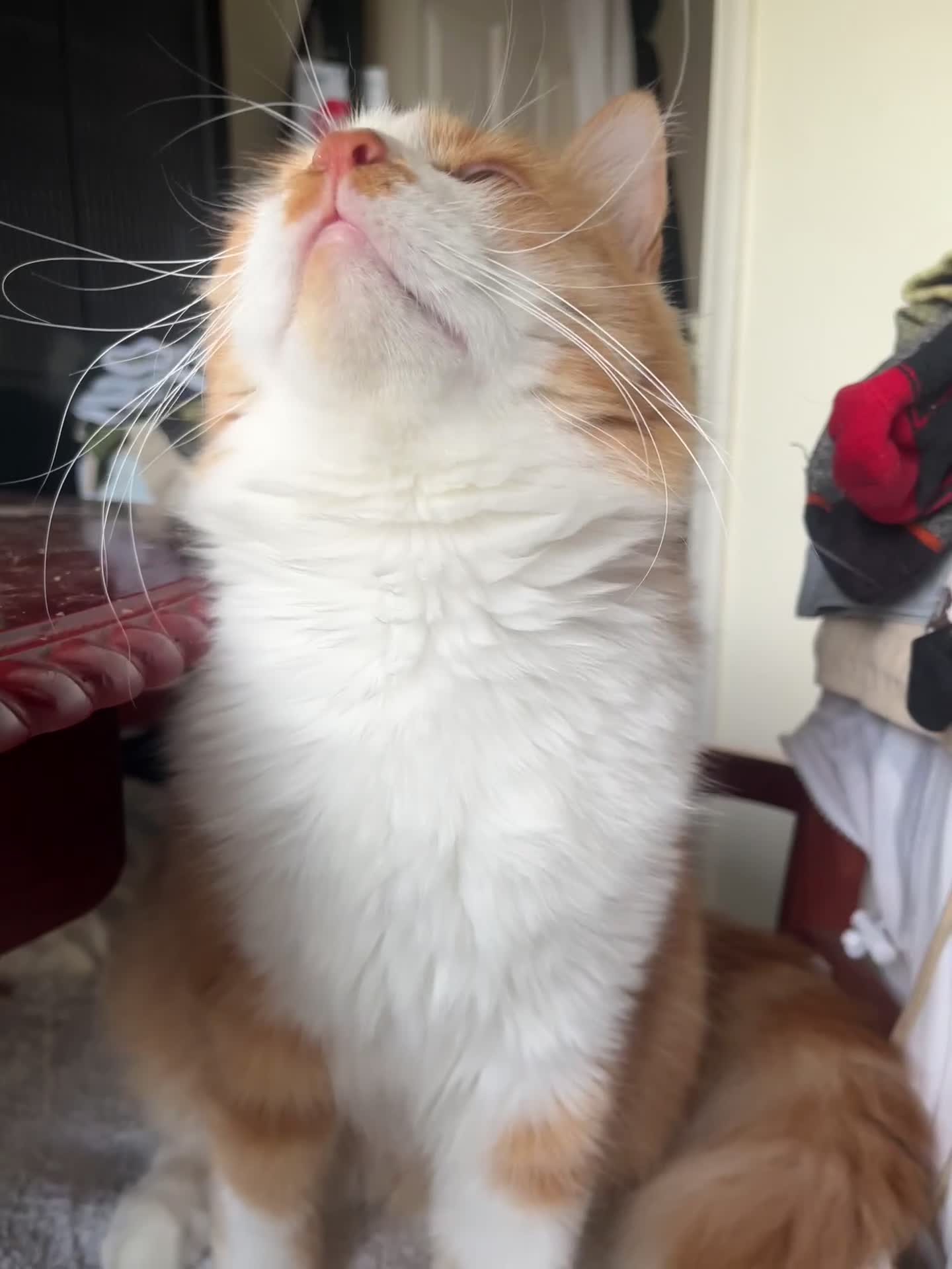 Mixed Breed cats for adoption: Pumpkin - Video 2
