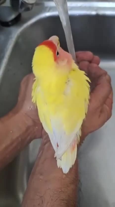 Conures birds for sale: Conure and Lovebird for Sale  - Video 3