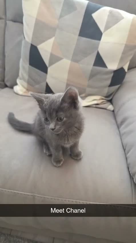 British Shorthair cats for sale: Blue British Short Hair Kitten - 11 weeks  - Video 1
