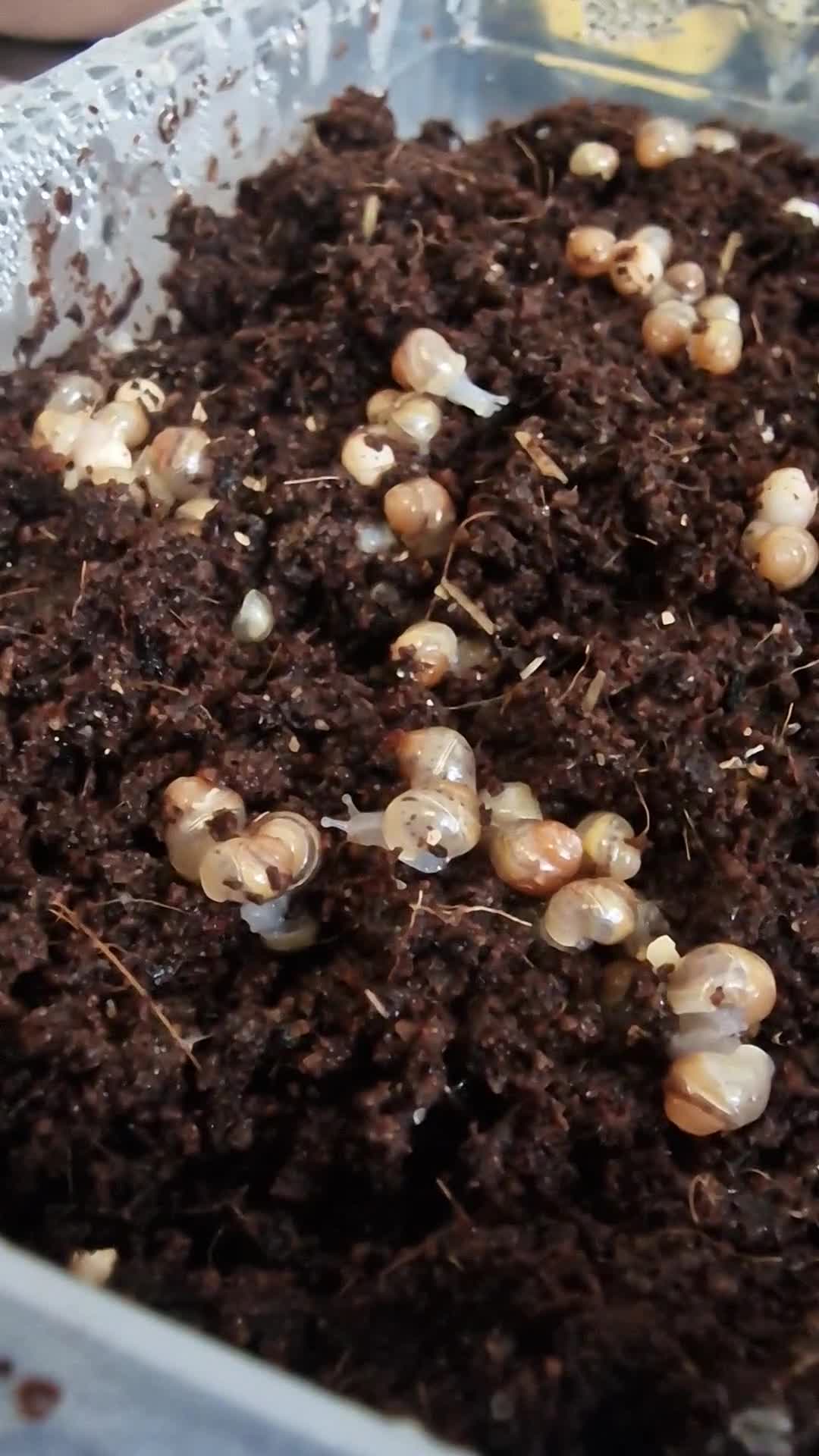 Snails invertebrates for sale: Giant African Land Snail babies - Video 1