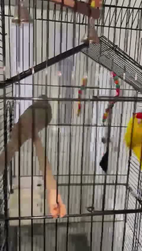 Cockatiels birds for sale: Bonded pair of Coctail & Kakari  - Video 1