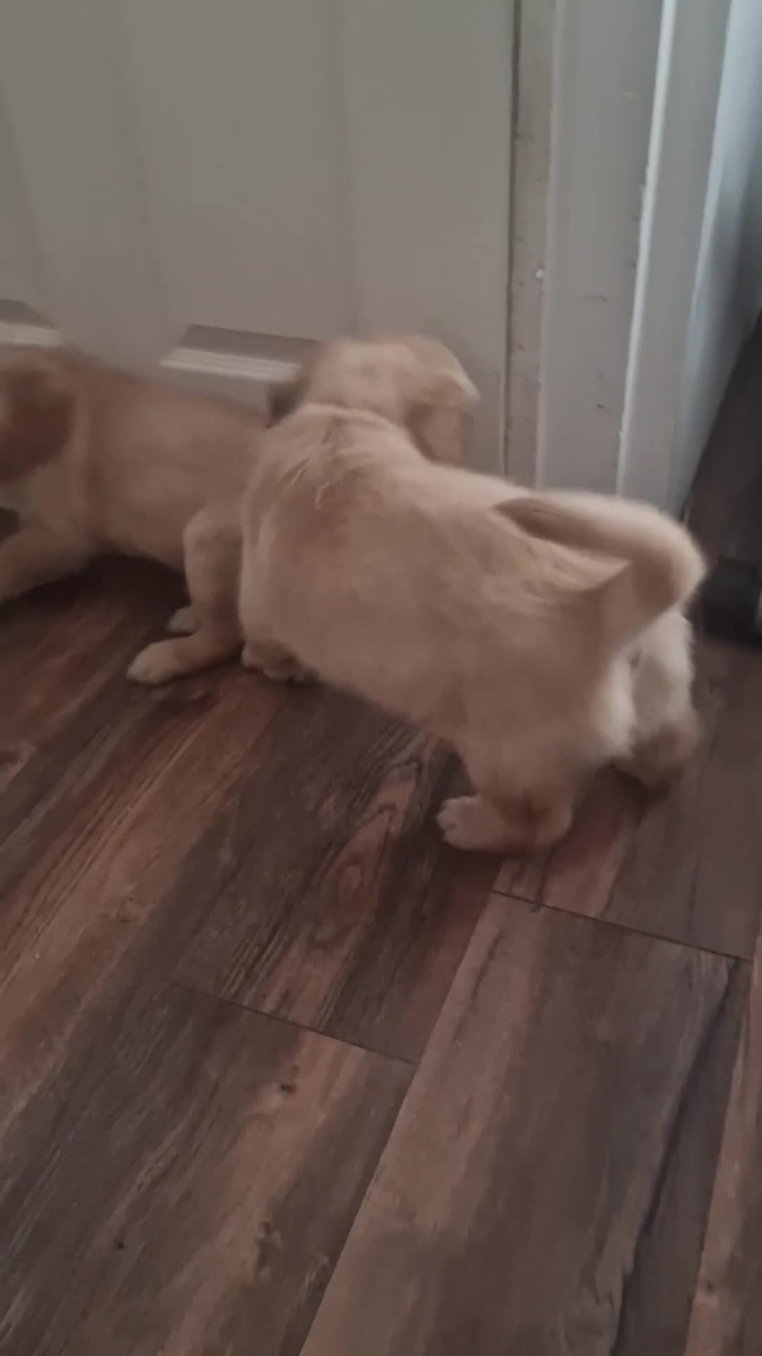 Golden Retriever dogs for sale: 🦮 two beautiful boys available  ❤️❤️ in Aberystwyth - Video 4
