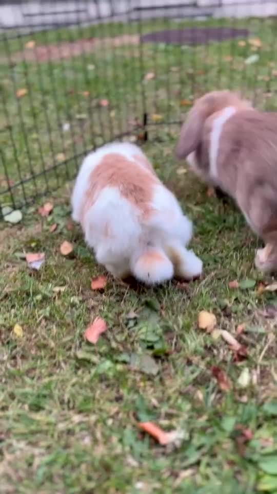Mini Lop rabbits for sale: Beautiful mini lop babies  - Video 1