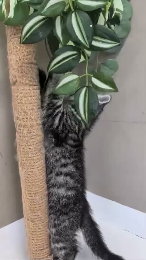 British Shorthair cats for sale: Show-Worthy Classic Silver Tabbies😻Pedigree BSH🤍 - Video 2