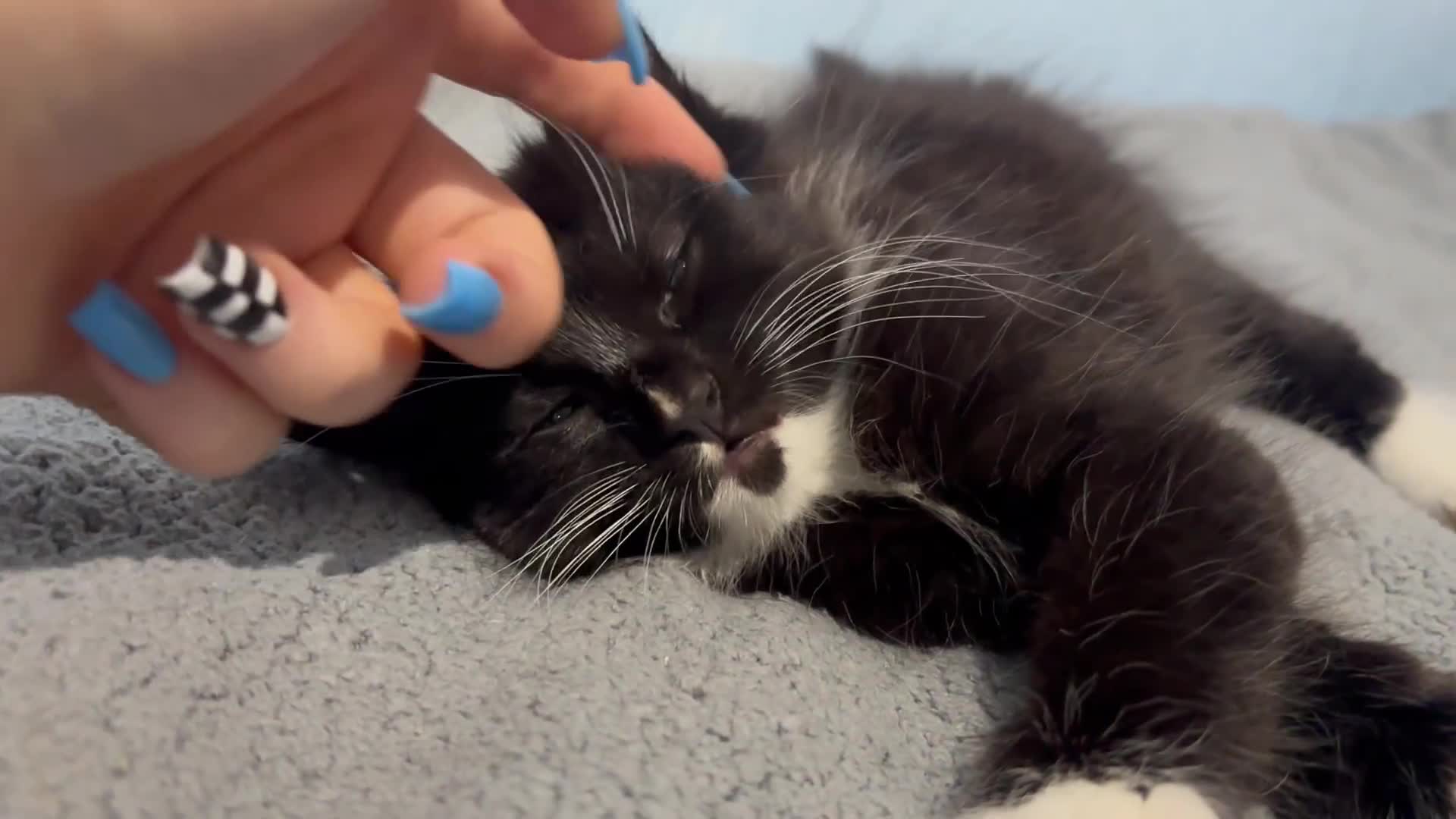 Mixed Breed cats for sale: 🖤🐱Kittens - Only 2 boys left! (Ready now)🐱🖤 in Bridgend - Video 1