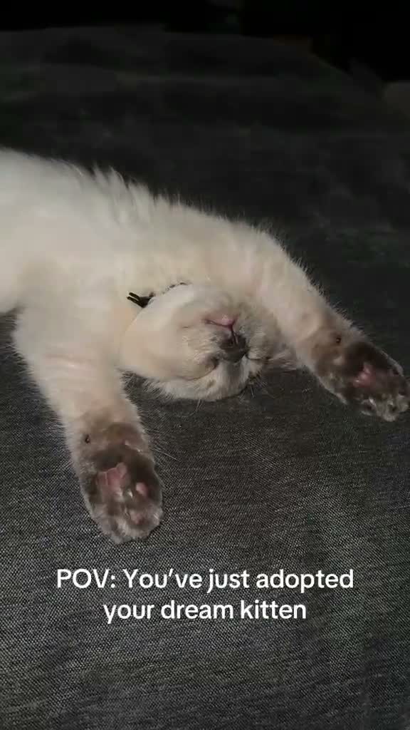 Ragdoll cats for sale: 4 beautiful blue point ragdoll kittens - Video 1