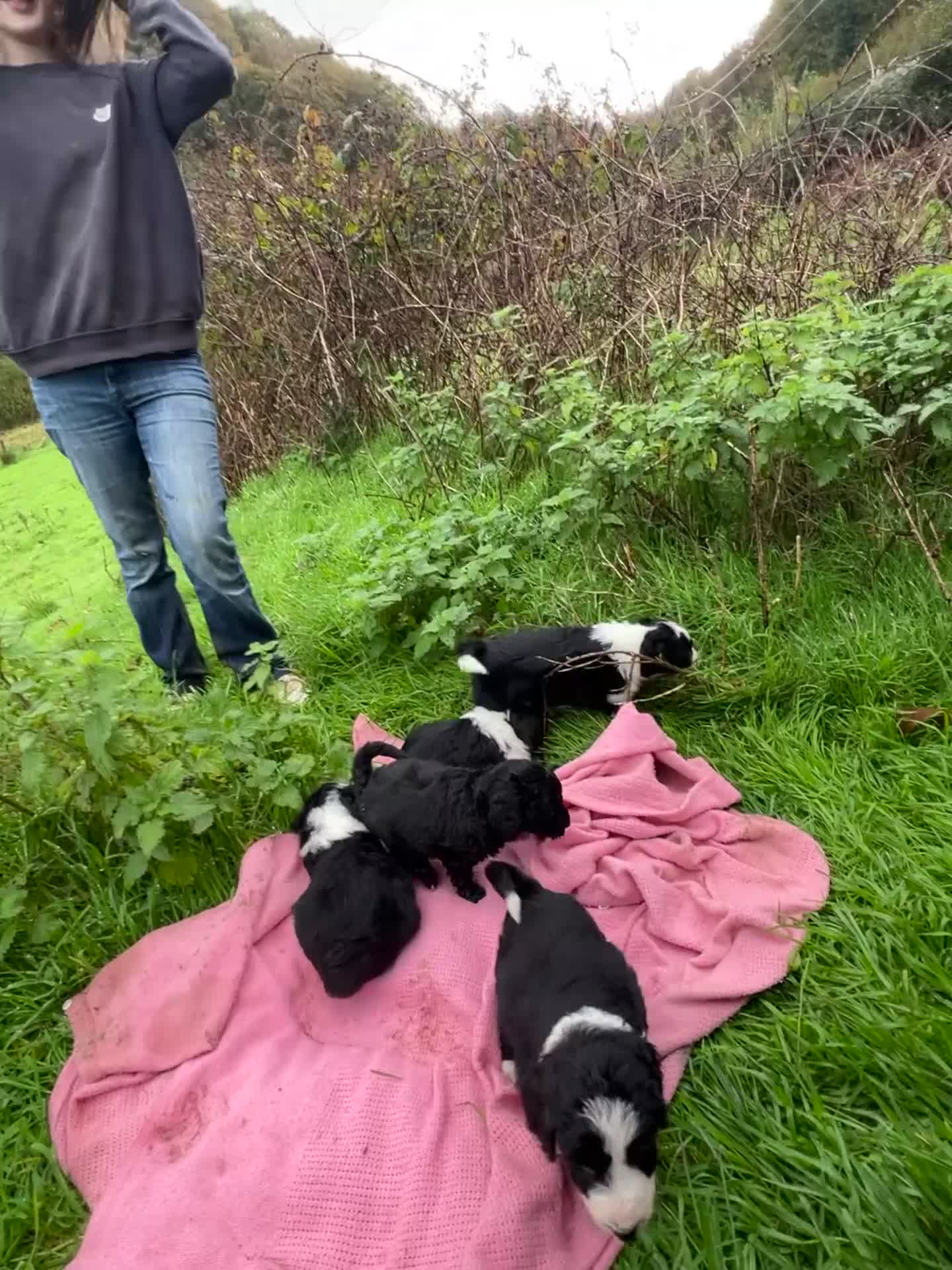 Bordoodle dogs for sale: Adorable Bordoodle (collie-poo) pups for sale  - Video 1