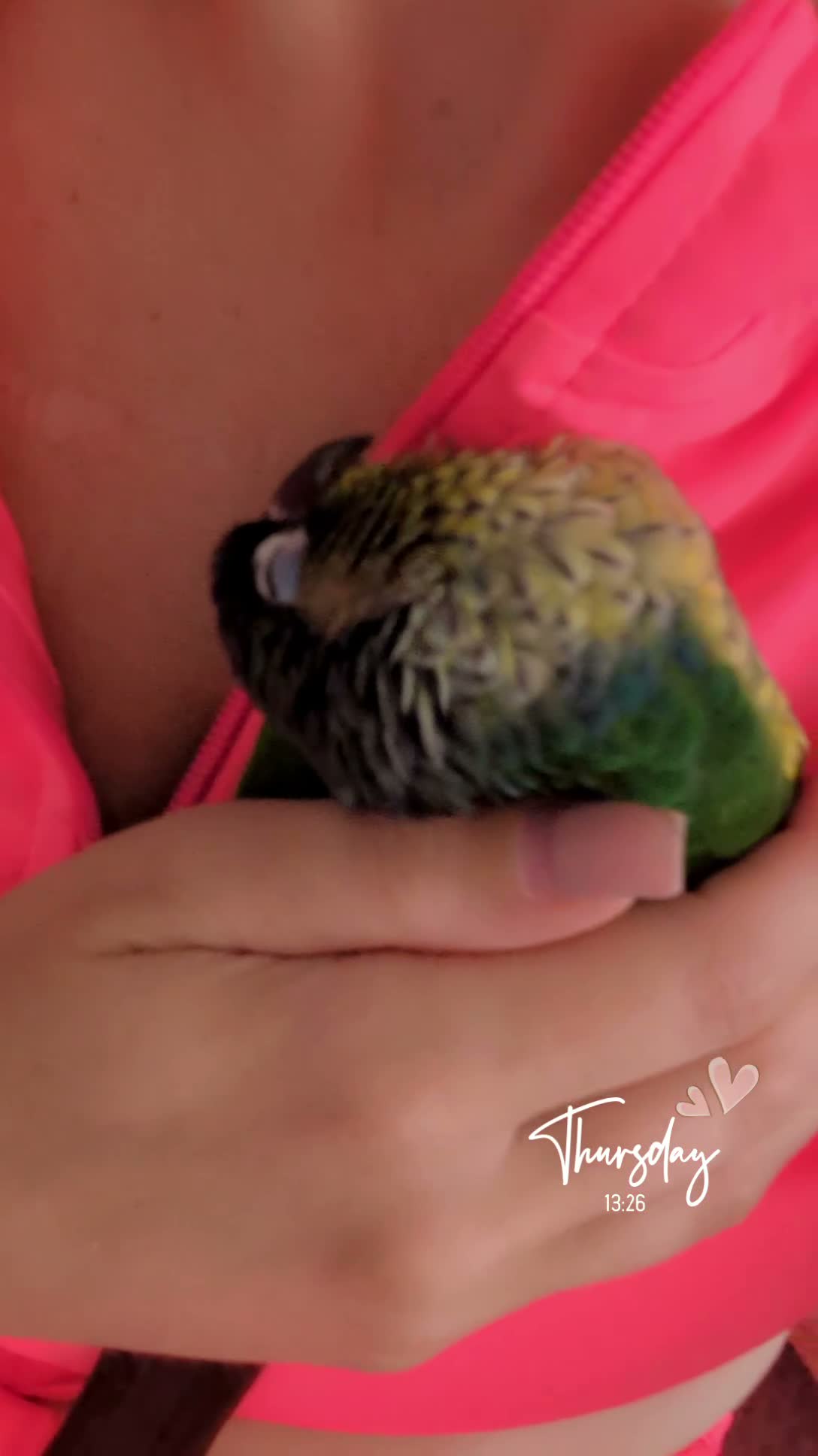 Conures birds for sale: Ozzy our gorgeous green cheek  in Harrogate - Video 2