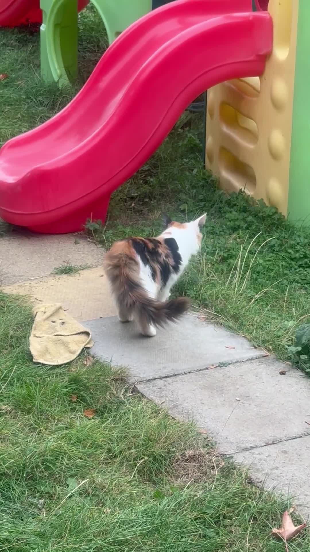 Maine Coon cats for sale: Mainecoon cross kitrens - Video 1