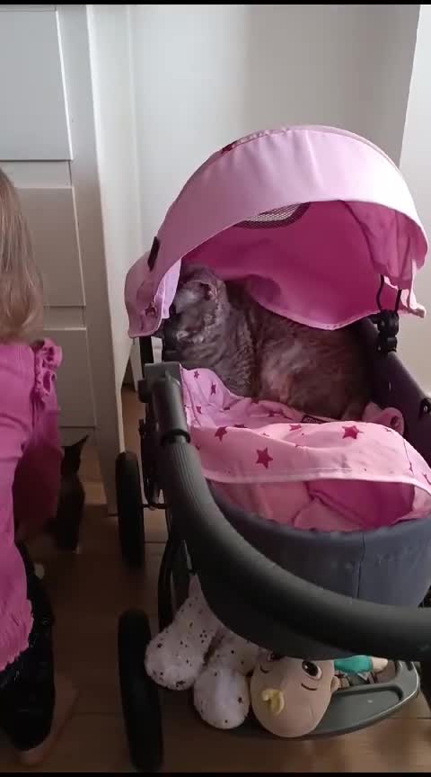 Devon Rex cats for sale: Devon Rex Male Cat - Looking for a Loving home in Leeds - Video 1