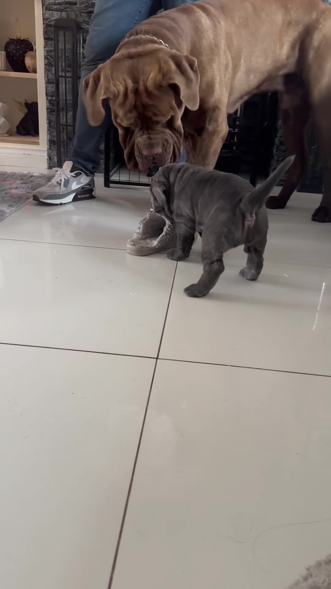 Neapolitan Mastiff dogs for sale: 2 puppies Neapolitan mastiff  - Video 3