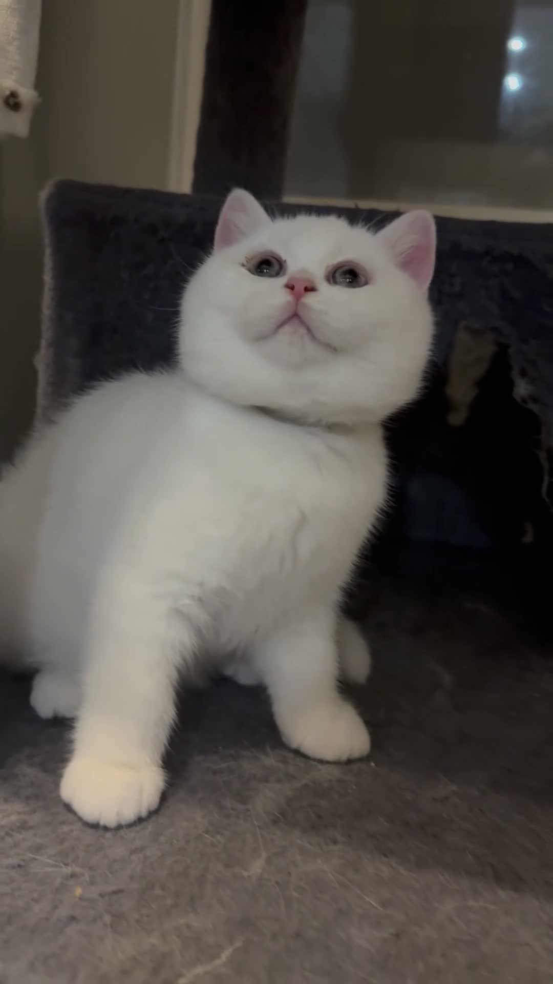 British Shorthair cats for sale: ⭐️GCCF registered British shorthair kittens⭐️ - Video 1
