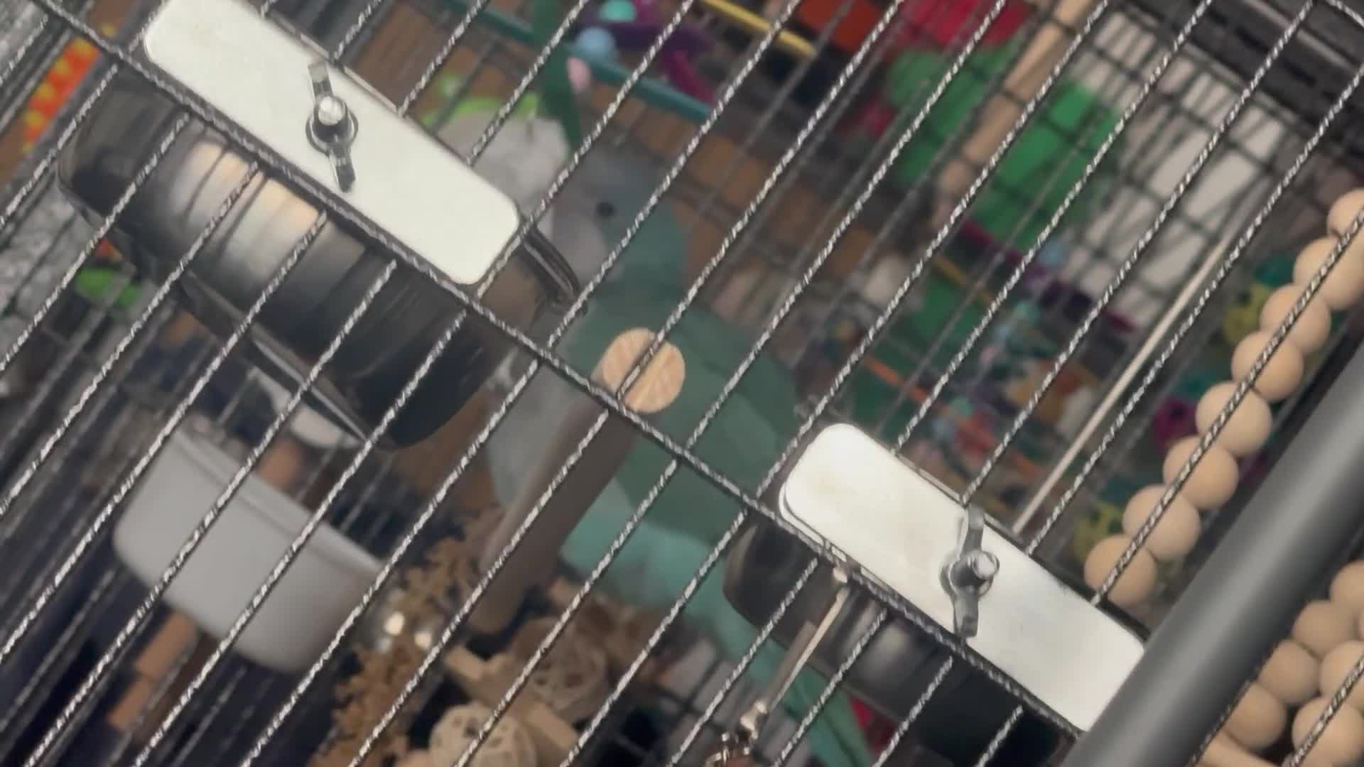 Parrots birds for sale: Quaker Parrot  - Video 1