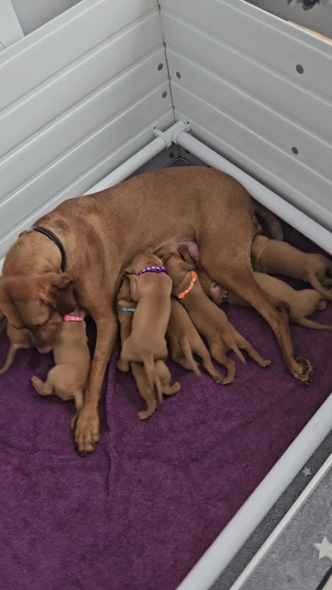 Hungarian Vizsla dogs for sale: Hungarian vizsla puppies  - Video 1