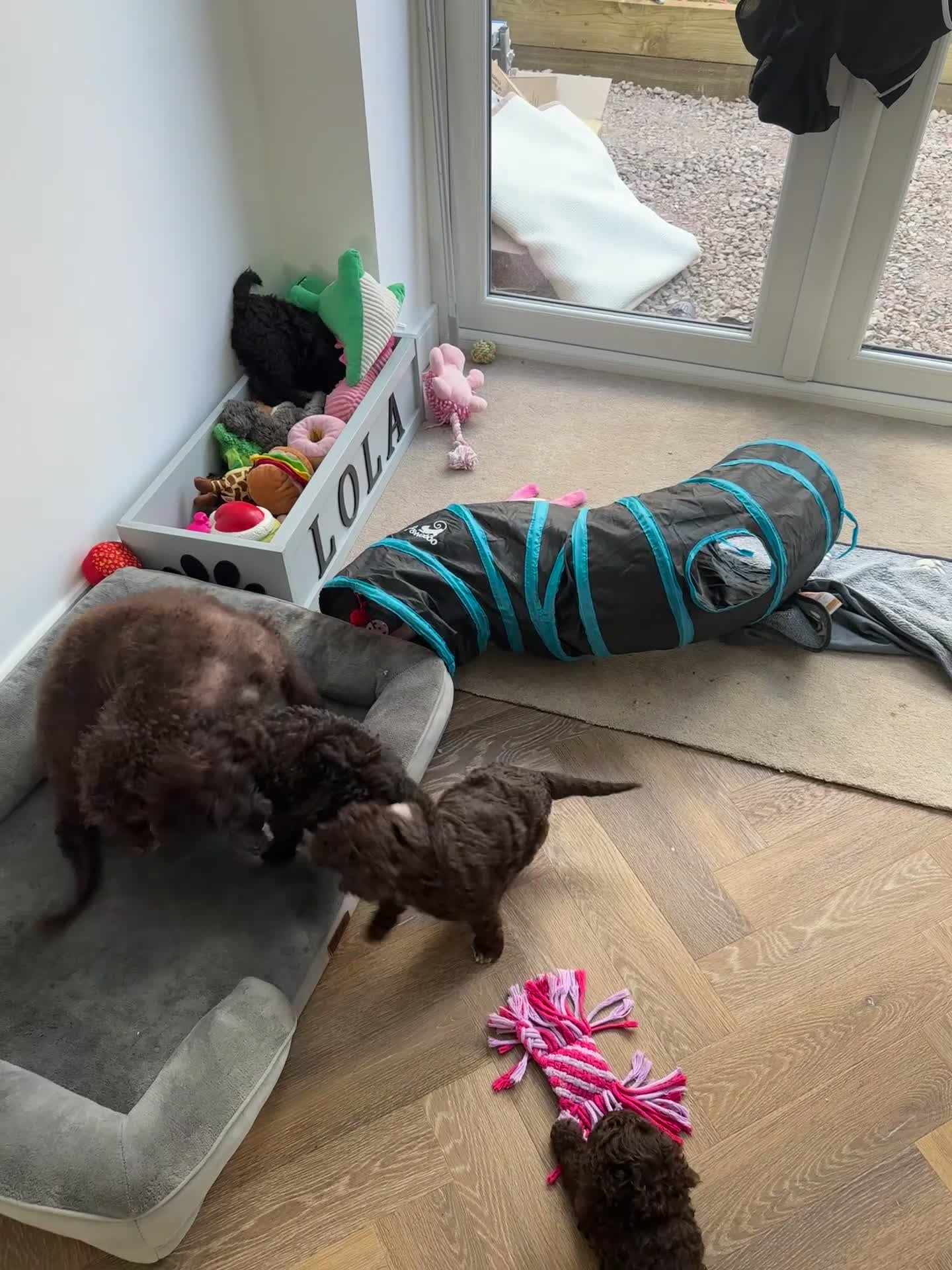 Cockapoo dogs for sale: 🤎 Chocolate Cockapoo’s 🤎 Health Tested 🤎 - Video 2