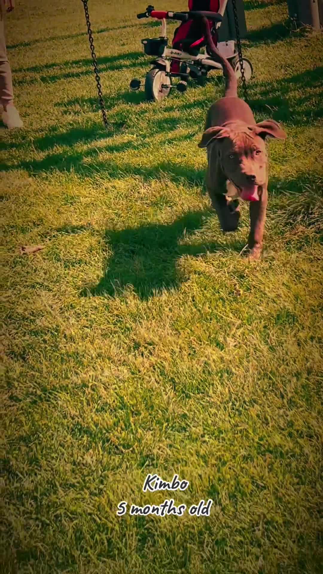 Mixed Breed dogs for sale: American bulldog & Cane Corso - Video 1
