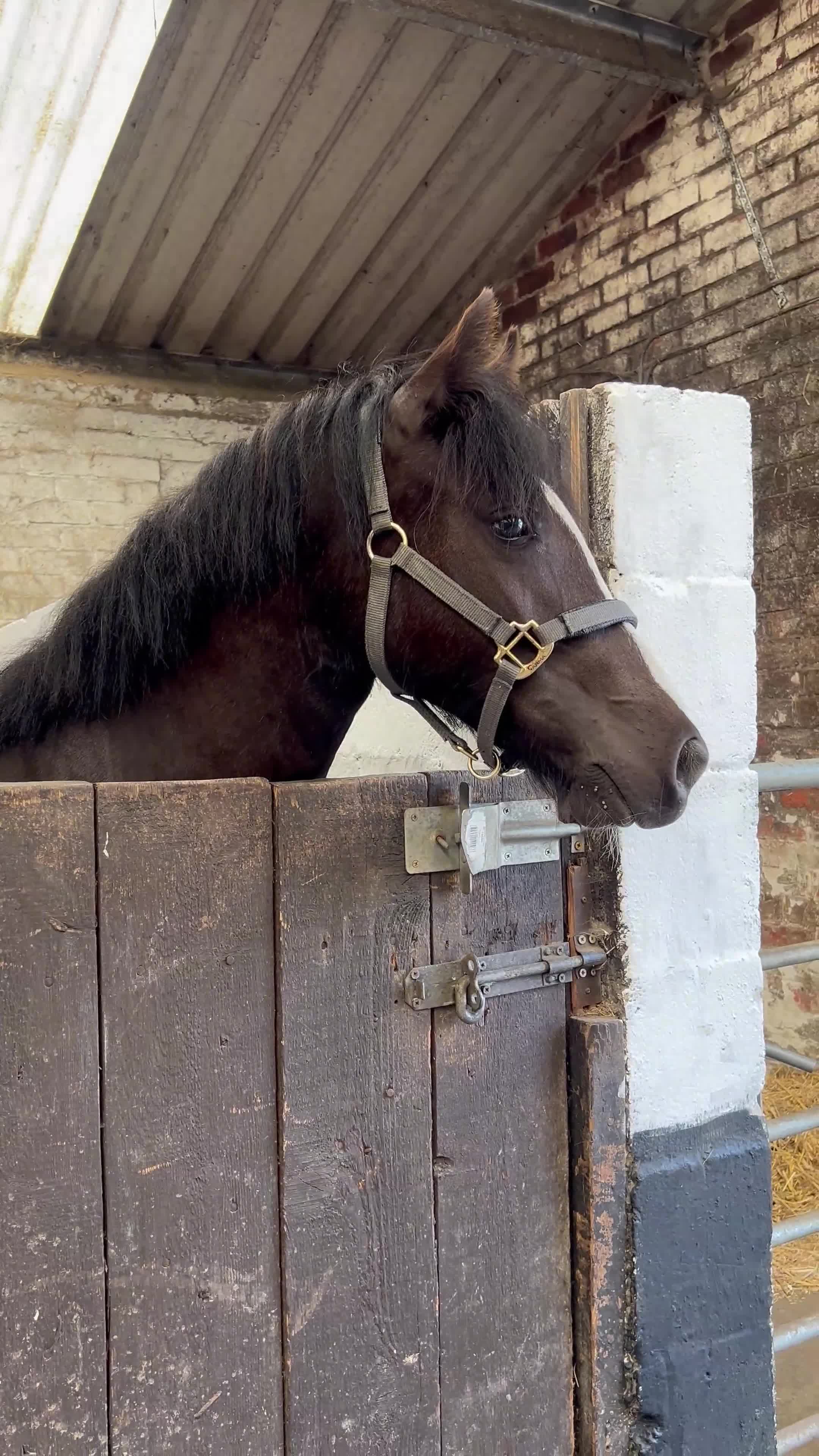 Other Breed horses for sale: Lucky  in Accrington - Video 1