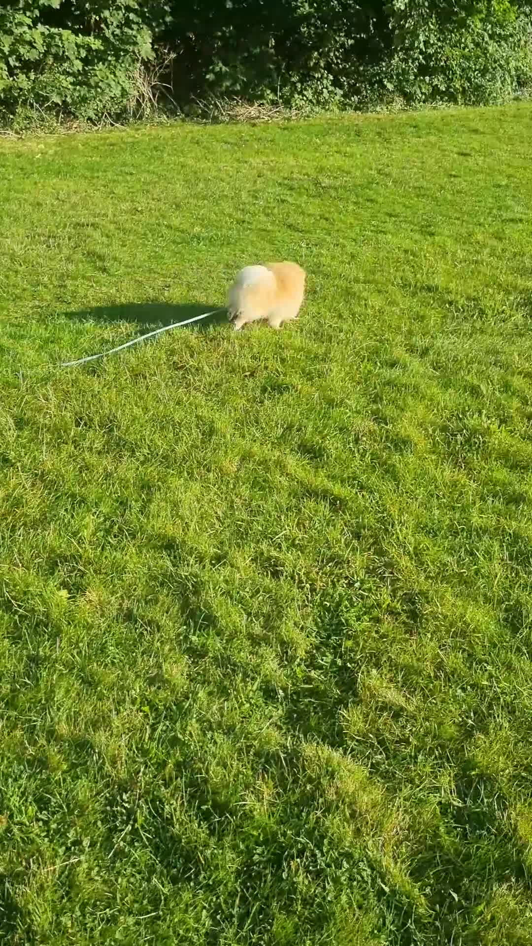 Pomeranian dogs for sale: Still Bullet Exclusive-Max - Video 1