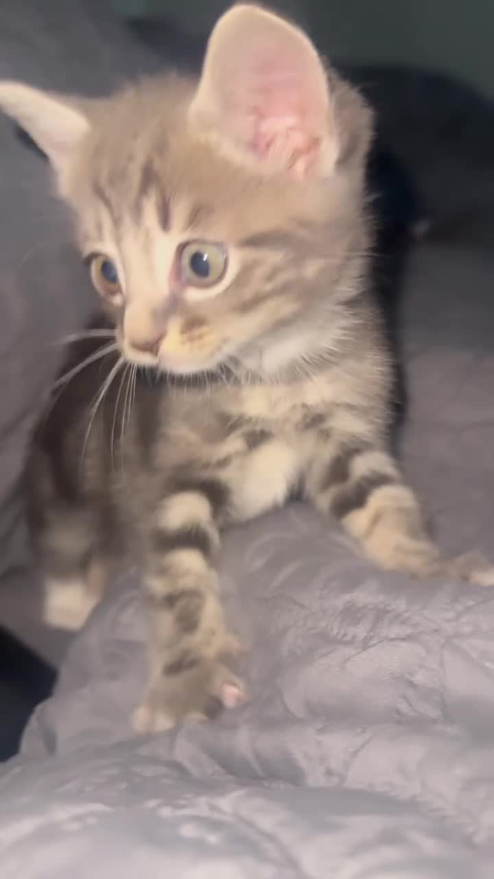 British Longhair cats for sale: Tabby kitten - Video 2